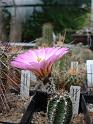 Echinocereus palmeri_1